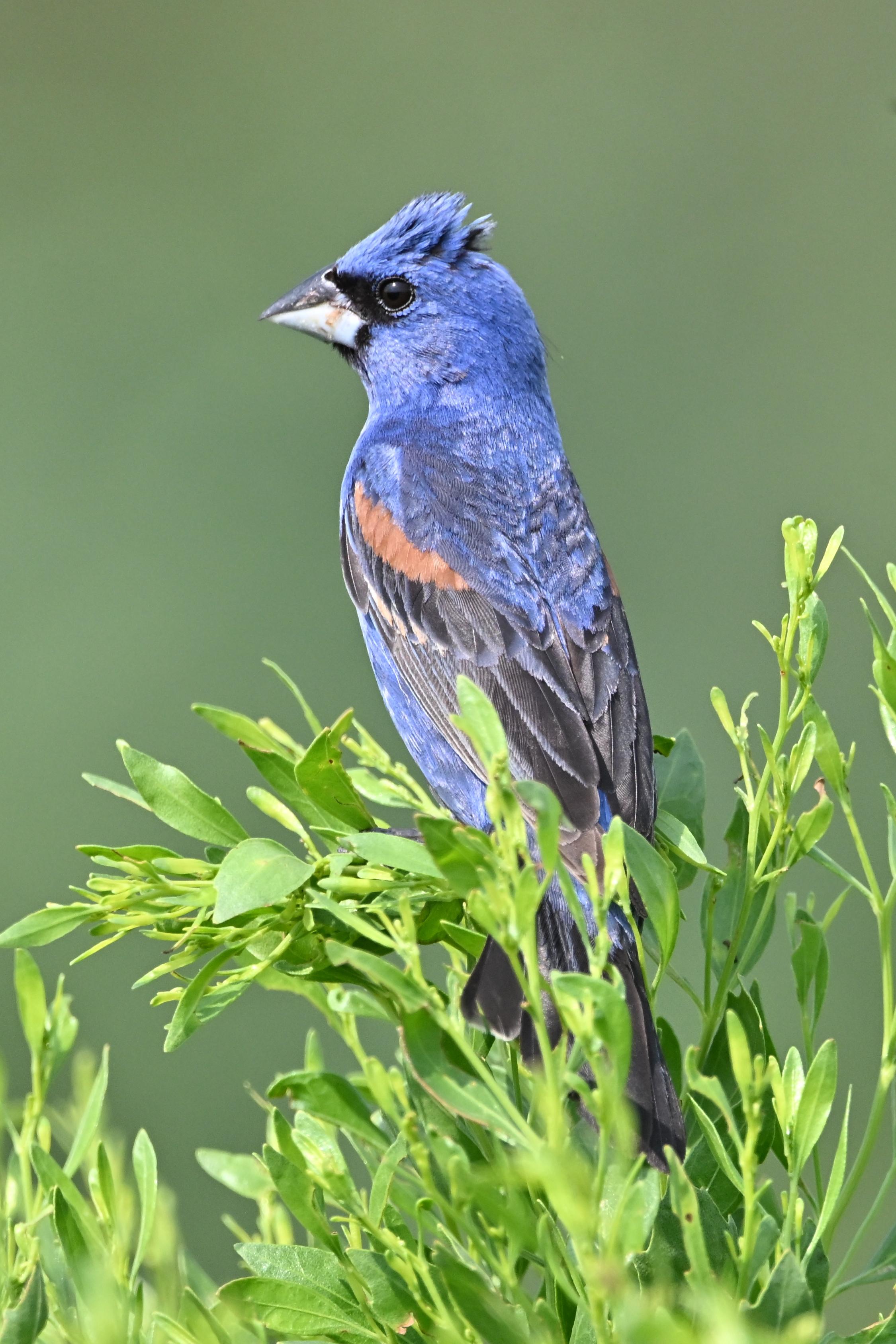 A blue bird with a powerful beak is perched in some leaves looking at the camera from it's black left eye.

The wings are black with red markings